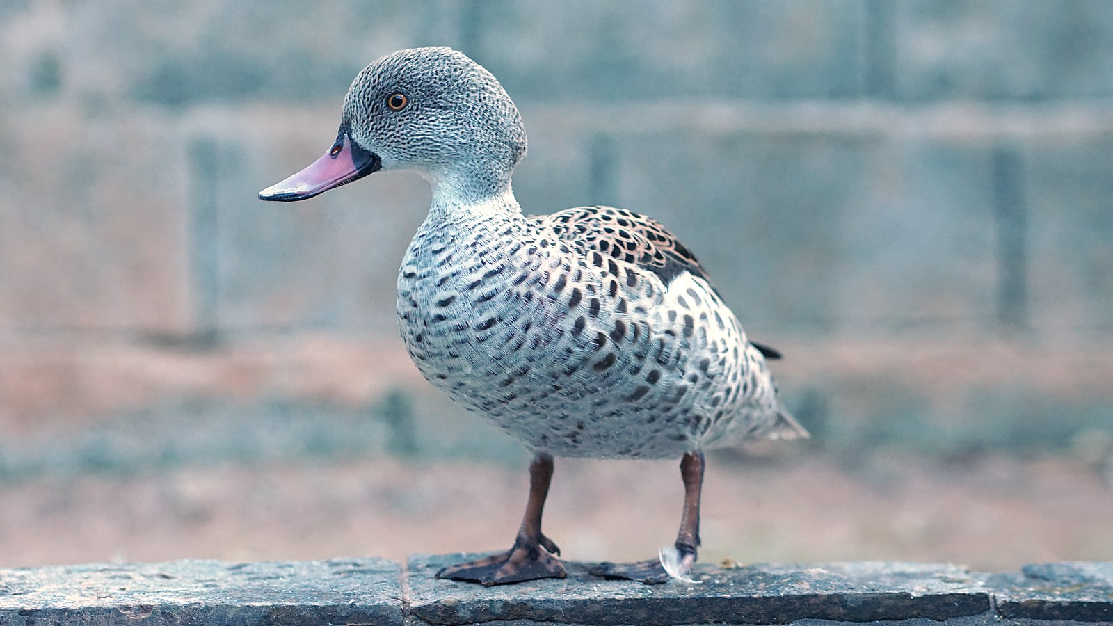 Anas Capensis