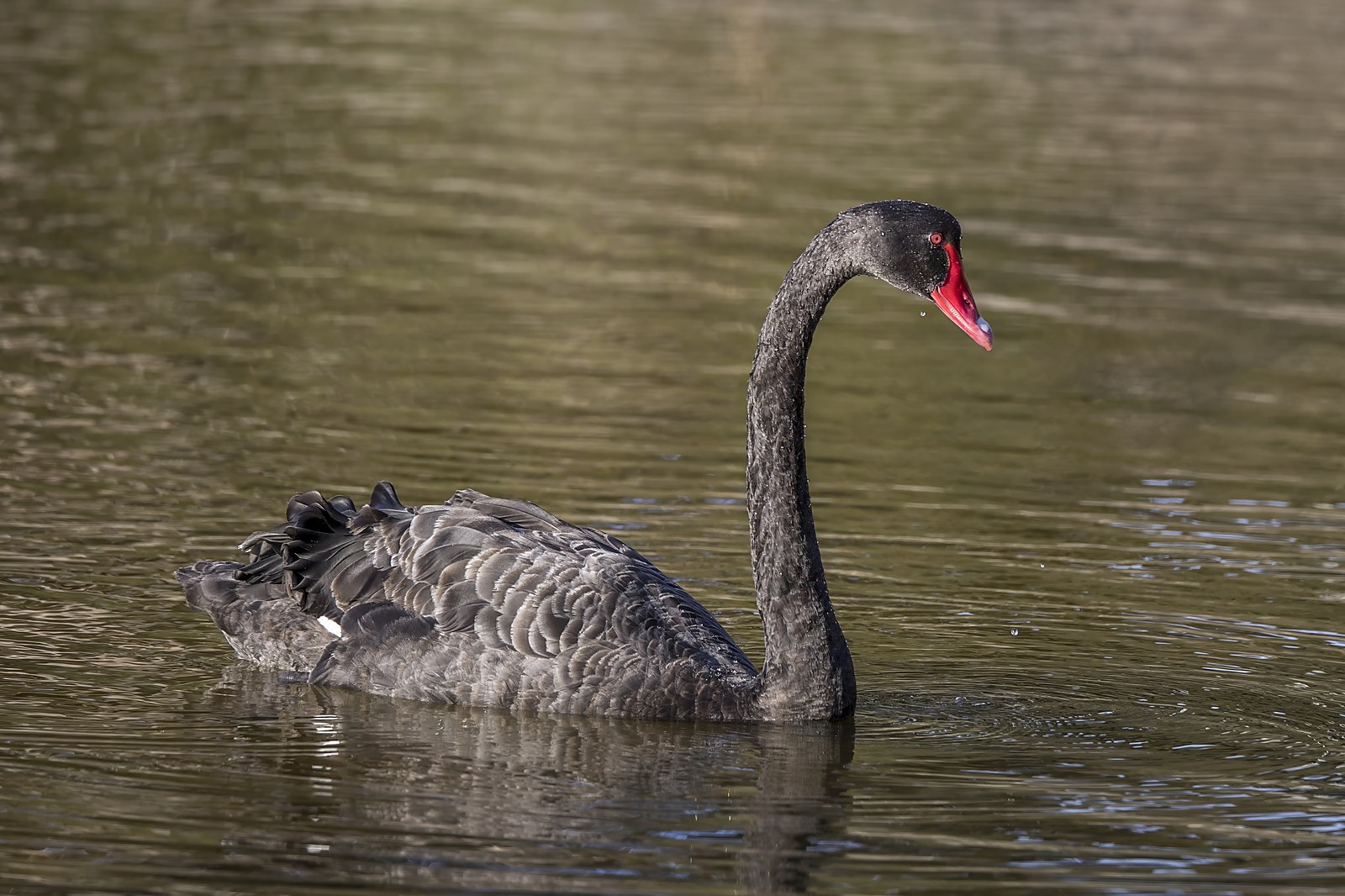 Cisne Negro