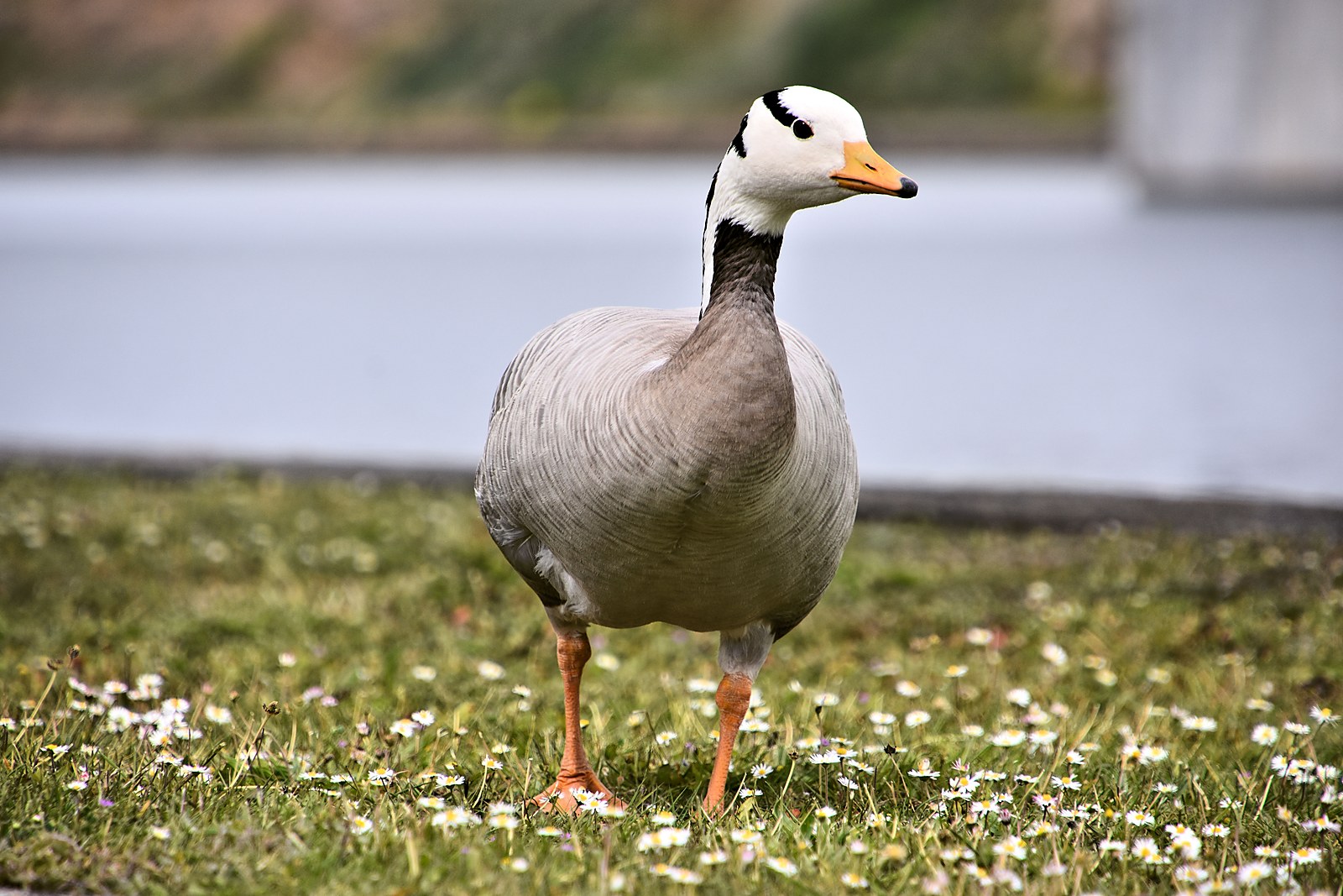 Ganso Indicus