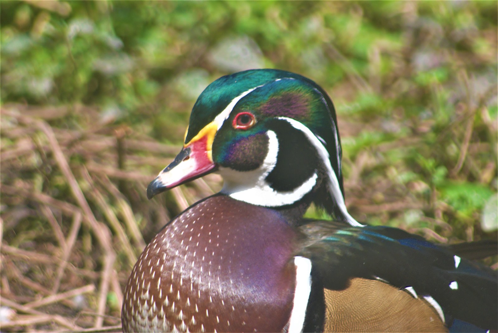 Pato Carolina