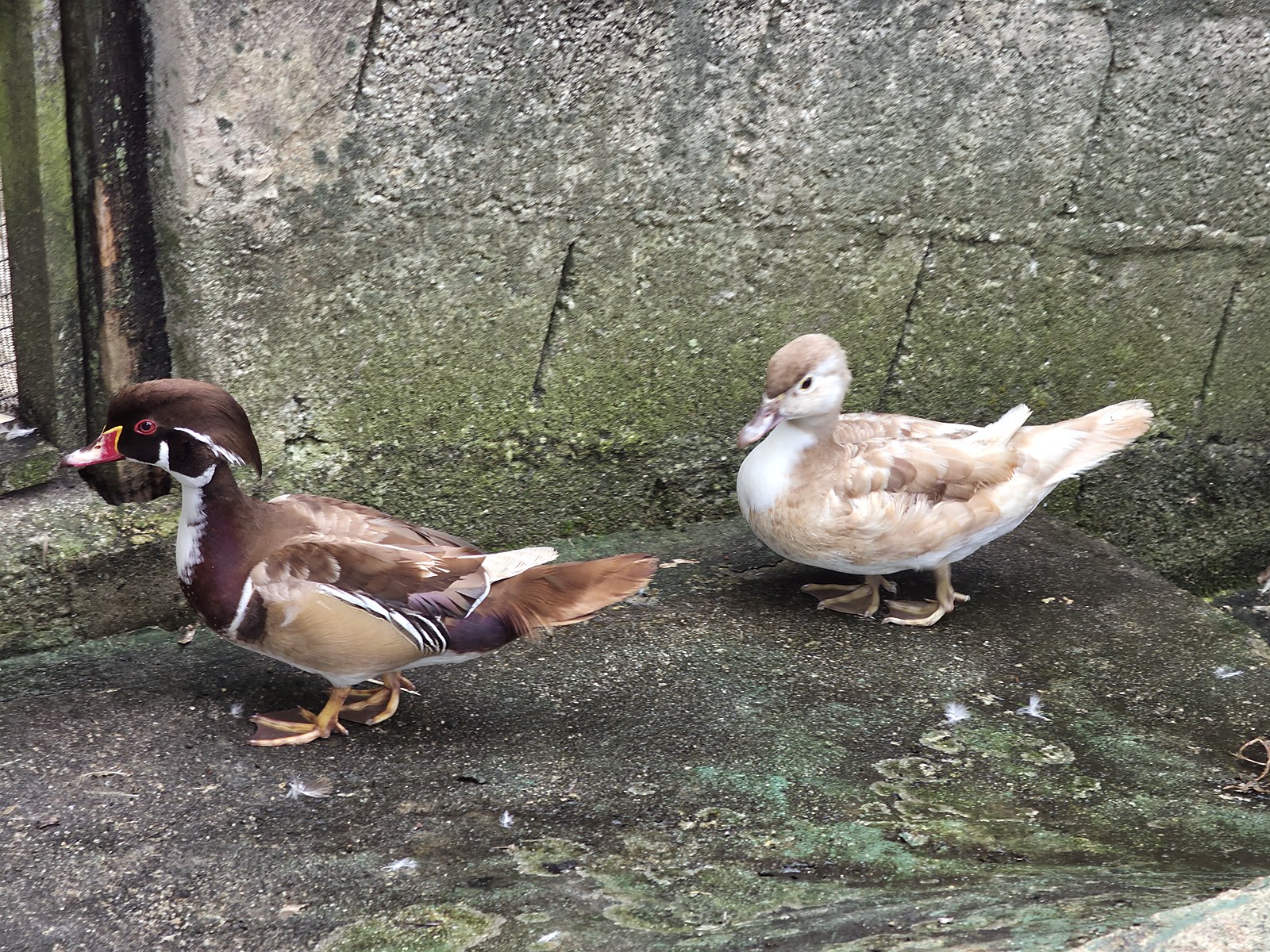 Pato Carolina Canela - Peito Branco
