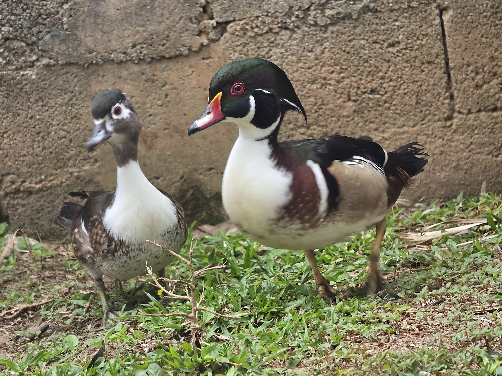 Pato Carolina Comum - Peito Branco