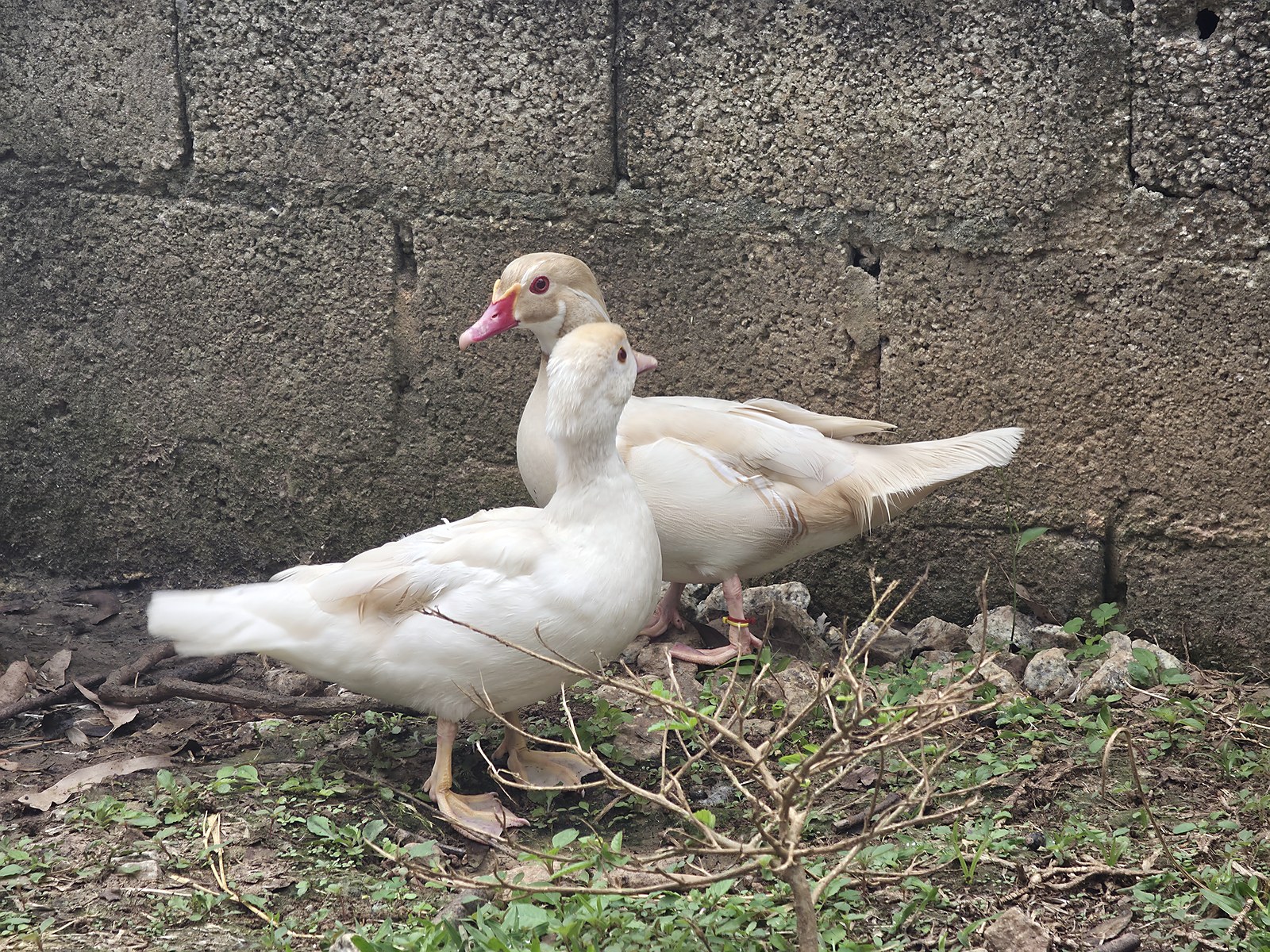 Pato Carolina Blond