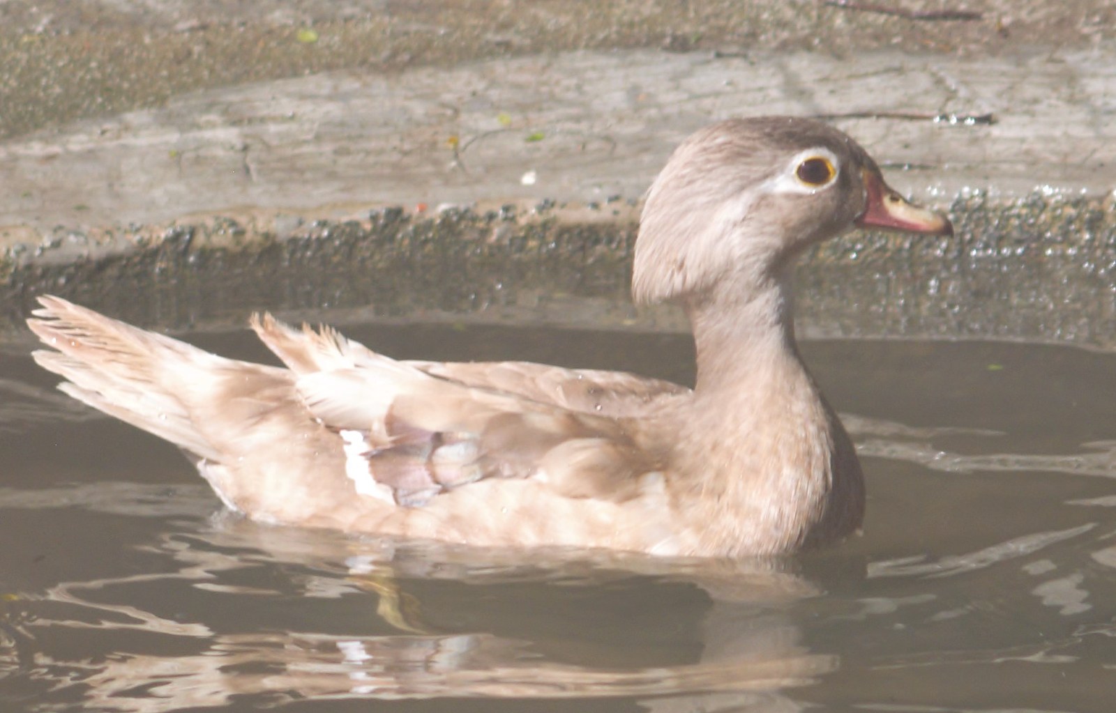 Pato Carolina Canela