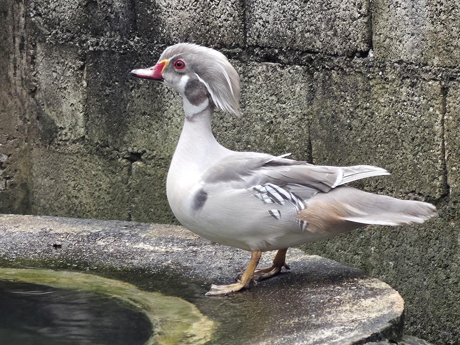 Pato Carolina Silver
