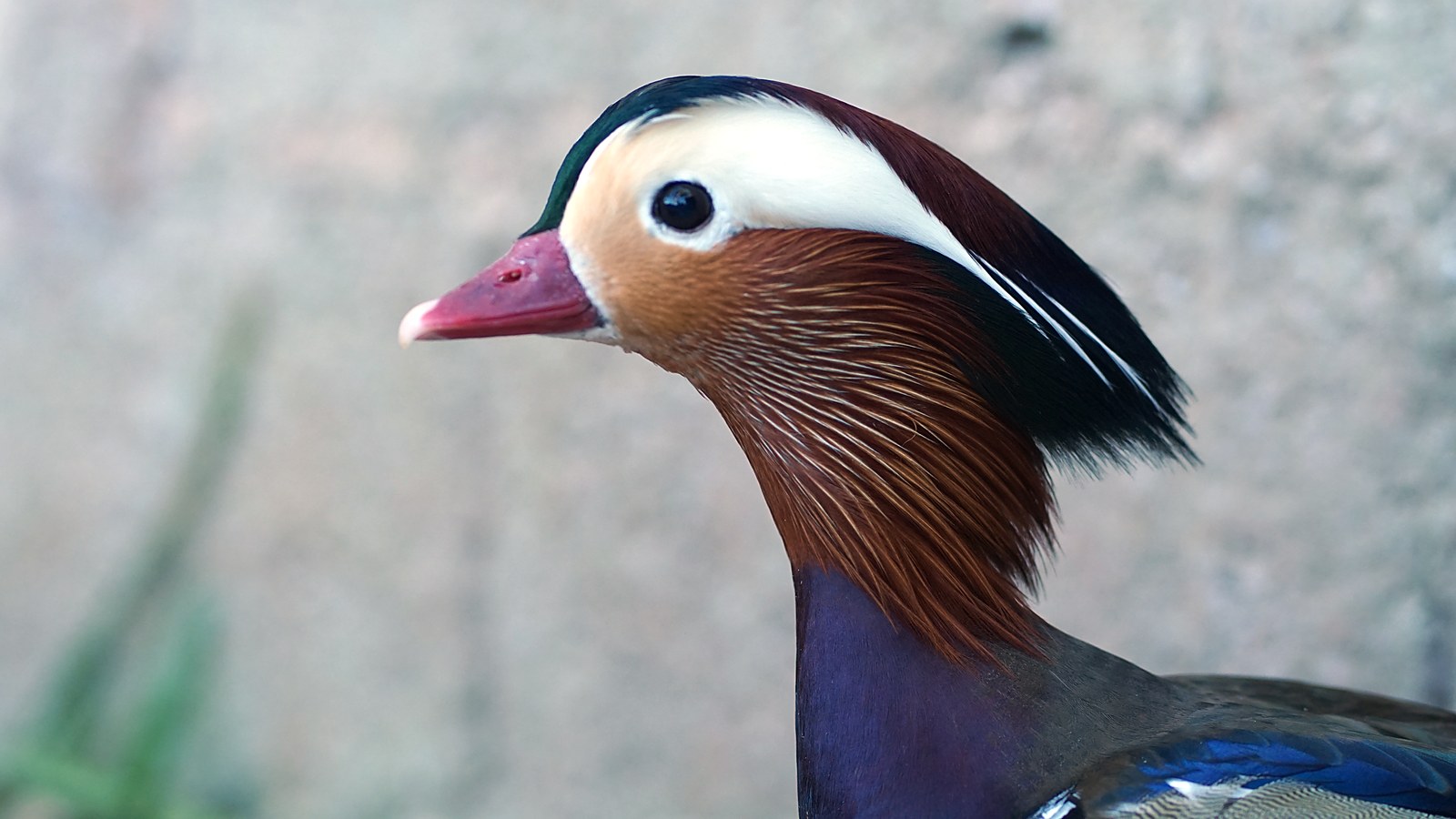 Pato Mandarim