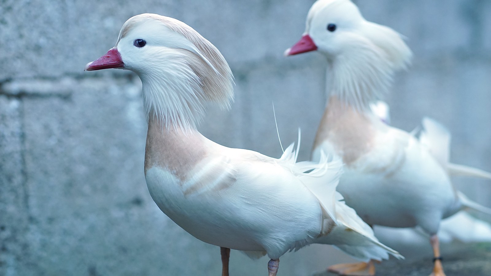 Pato Mandarim Branco