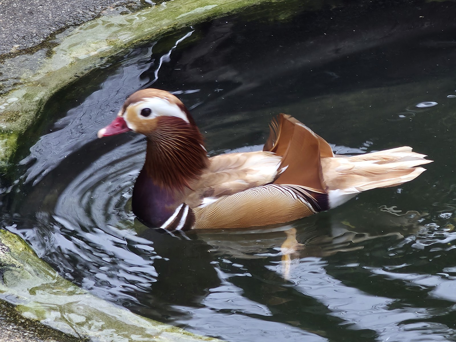 Pato Mandarim Canela