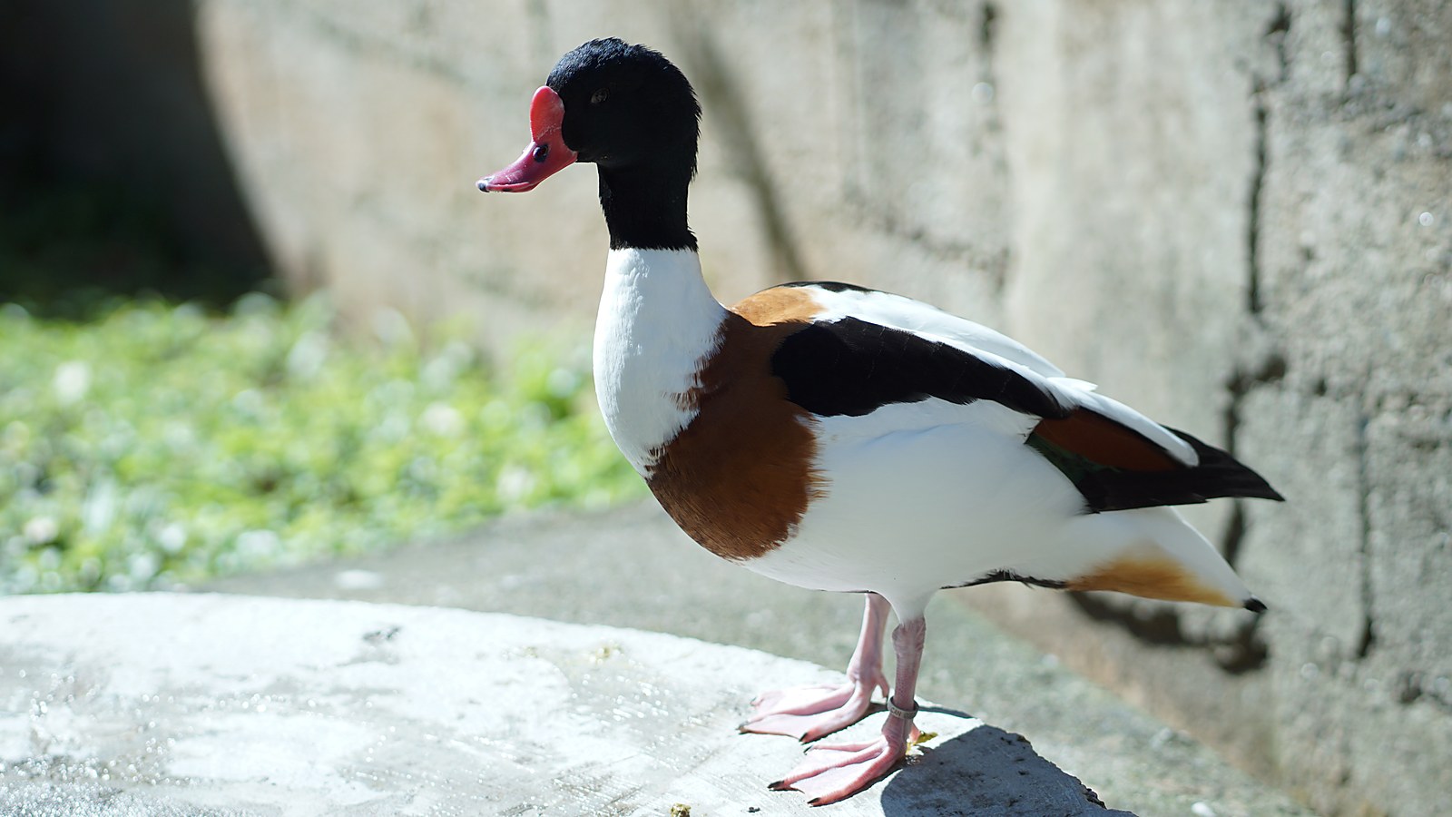 Tadorna Tricolor