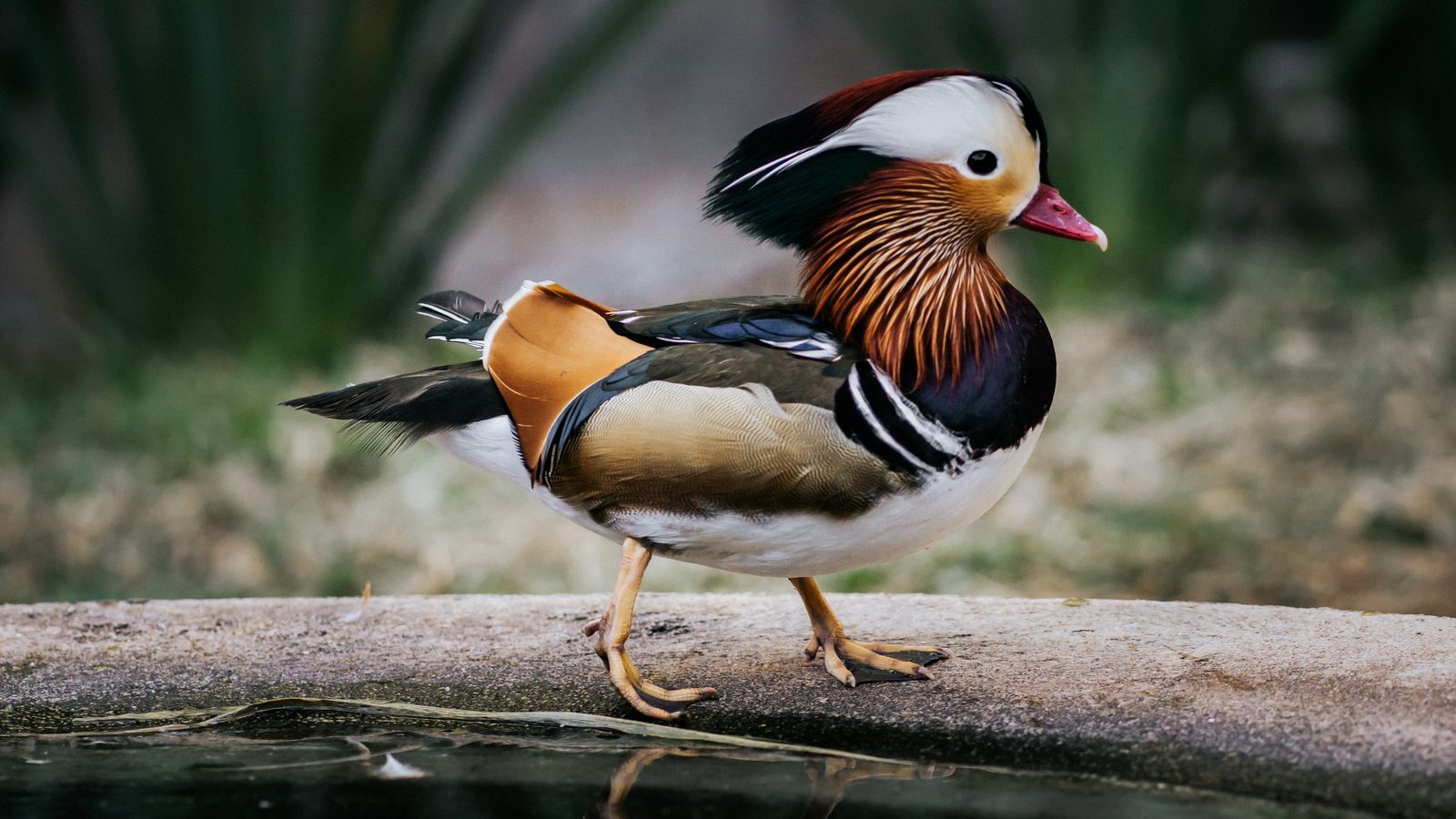 Foto 1 do plantel da Aves Arca